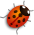 moon gardening lady bug